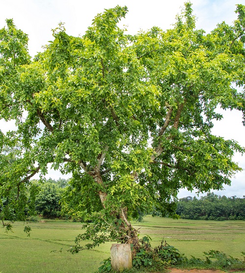 Best Shade Giving Trees for Your Home